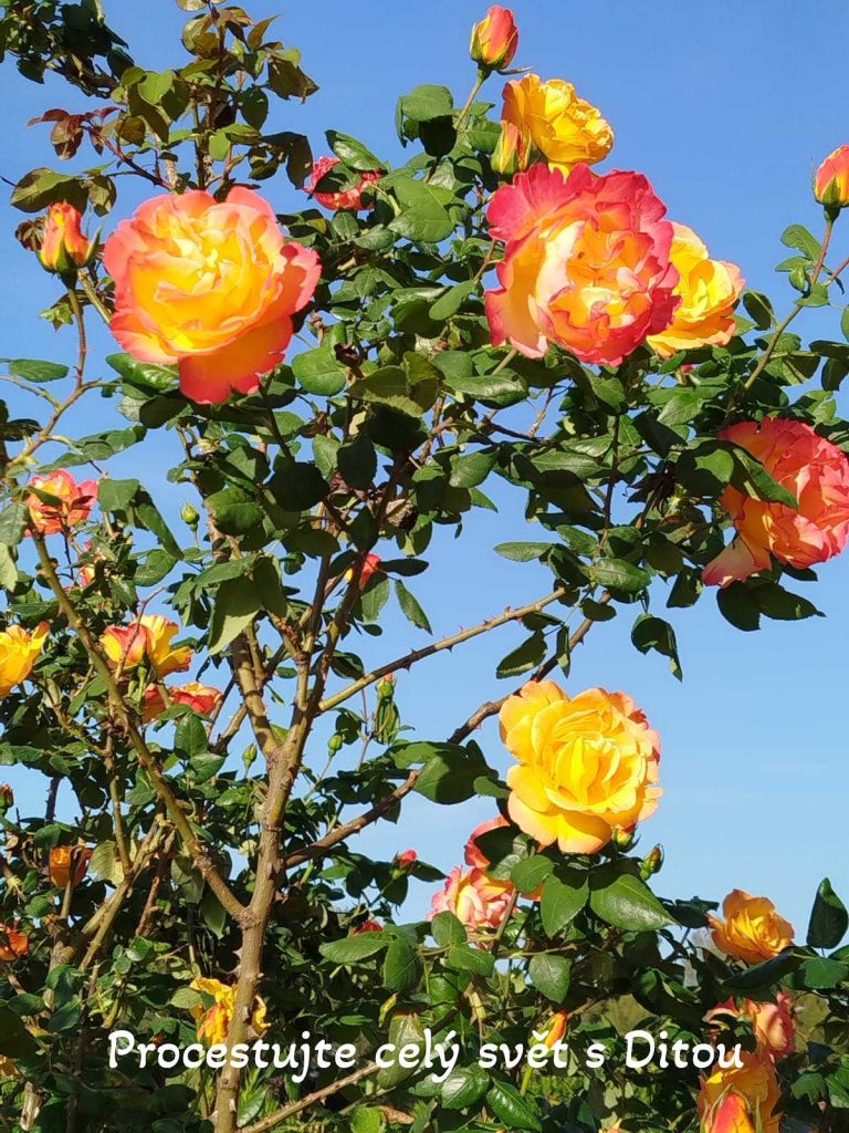 procestujte cely svet s ditou fireflies 59